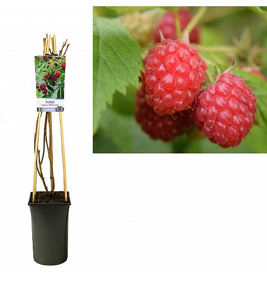 Rubus idaeus Willamette C2,5 Lit. 40-60 cm