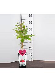 Rubus idaeus Willamette C2 Lit. 30-40 cm BIO