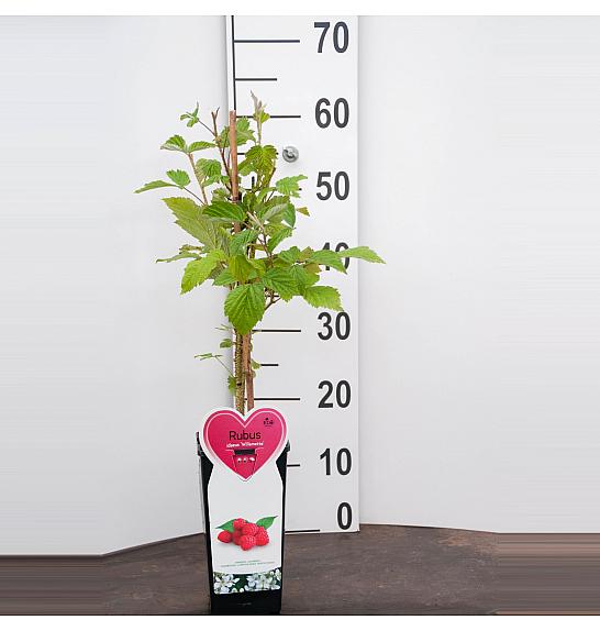 Rubus idaeus Willamette C2 Lit. 30-40 cm BIO