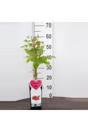 Rubus idaeus Willamette C2 Lit. 40-60 cm BIO