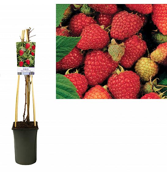 Rubus idaeus Tulameen C2,5 Lit. 40-60 cm