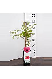 Rubus idaeus Tulameen C2 Lit. 30-40 cm BIO