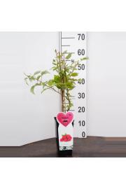 Rubus idaeus Tulameen C2 Lit. 40-60 cm BIO