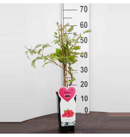 Rubus idaeus Tulameen C2 Lit. 40-60 cm BIO