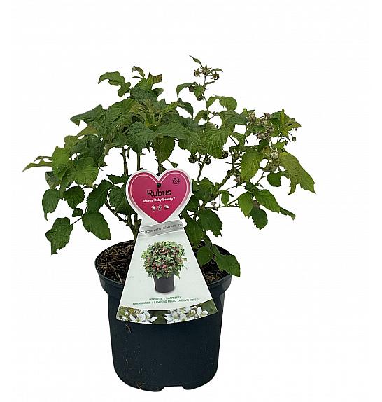 Rubus idaeus Ruby Beauty C5 Lit. 40-60 cm