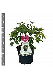 Rubus idaeus Ruby Beauty C3 Lit. 20-30 cm