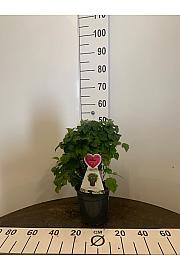 Rubus idaeus Ruby Beauty C3 Lit. 20-30 cm