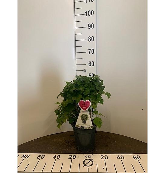 Rubus idaeus Ruby Beauty C3 Lit. 20-30 cm