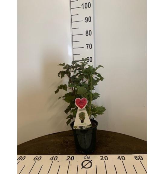 Rubus idaeus Red Schwedin C3 Lit. 30-40 cm