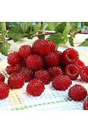 Rubus idaeus Rasperry Tower® C5 Lit. 40-60 cm