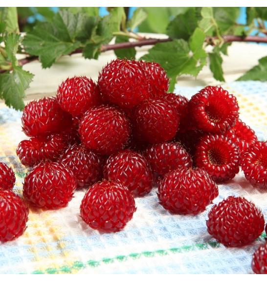 Rubus idaeus Rasperry Tower® C5 Lit. 40-60 cm