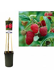 Rubus idaeus Meeker C2,5 Lit. 40-60 cm