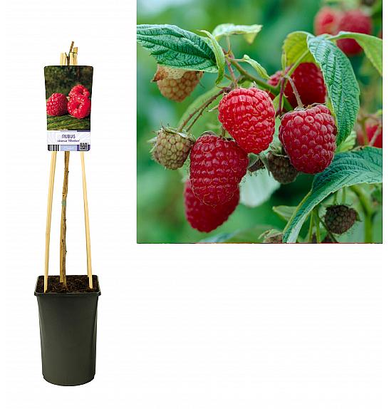 Rubus idaeus Meeker C2,5 Lit. 40-60 cm