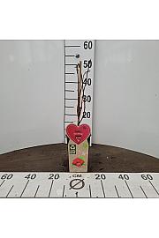 Rubus idaeus Héritage C2 Lit. 30-40 cm BIO