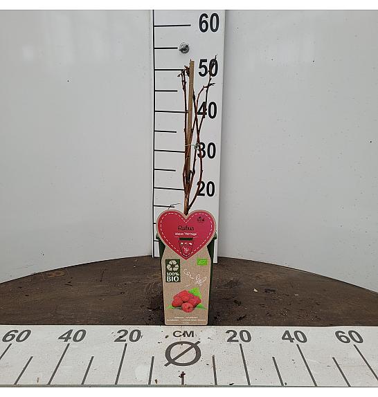 Rubus idaeus Héritage C2 Lit. 30-40 cm BIO