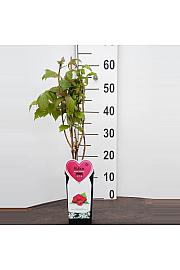 Rubus idaeus Héritage C2 Lit. 30-40 cm BIO