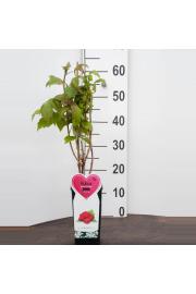 Rubus idaeus Héritage C2 Lit. 40-60 cm BIO