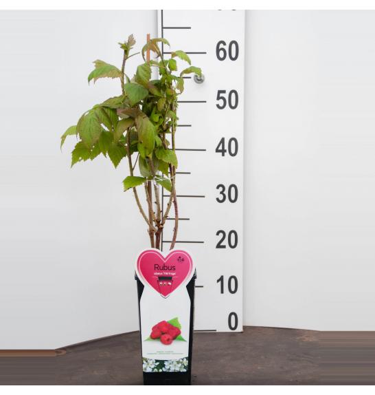 Rubus idaeus Héritage C2 Lit. 40-60 cm BIO