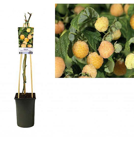Rubus idaeus Golden Everest C2,5 Lit. 40-60 cm