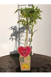 Rubus idaeus Golden Everest C2 Lit. 40-60 cm BIO
