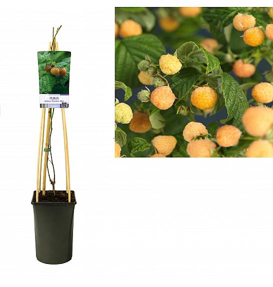 Rubus idaeus Golden Bliss C2,5 Lit. 40-60 cm