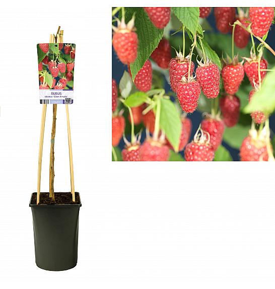 Rubus idaeus Glen Ample C2,5 Lit. 40-60 cm
