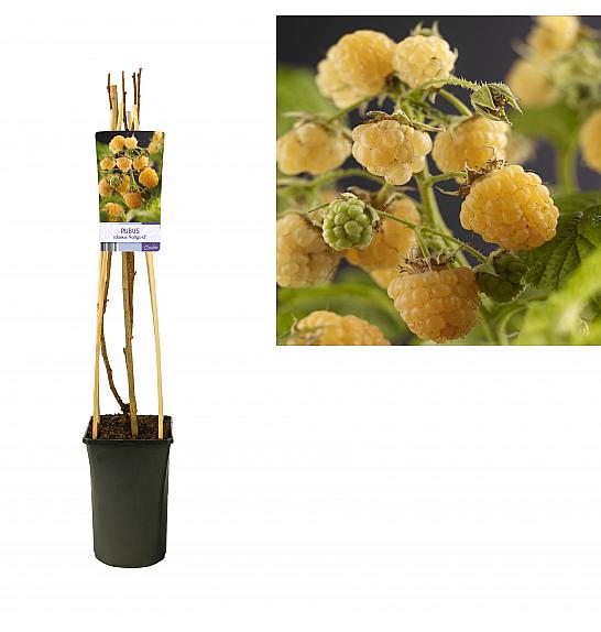 Rubus idaeus Fallgold C2,5 Lit. 40-60 cm