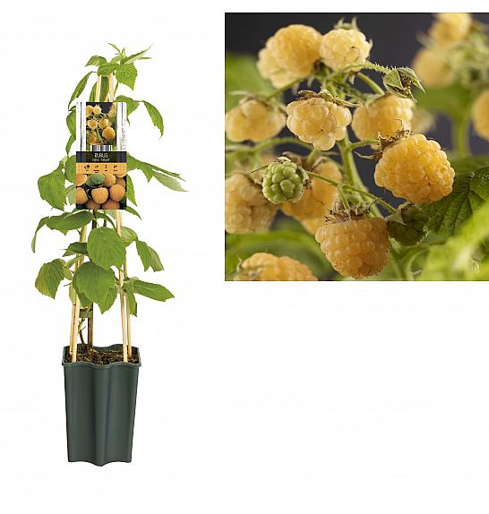 Rubus idaeus Fallgold C1,5 Lit. 30-40 cm
