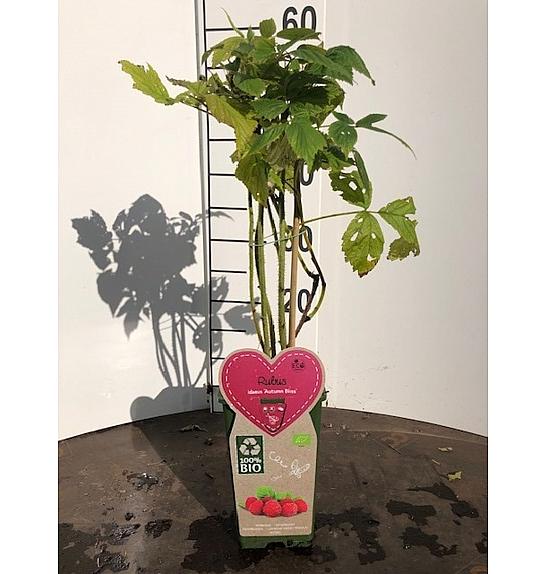 Rubus idaeus Autumn Bliss C2 Lit. 30-40 cm BIO
