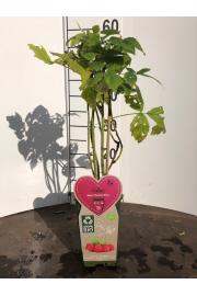 Rubus idaeus Autumn Bliss C2 Lit. 40-60 cm BIO (124075)