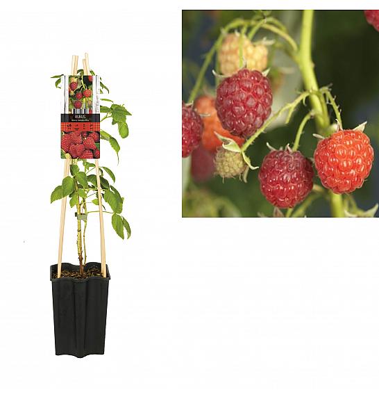 Rubus idaeus Autumn Bliss C1,5 Lit. 30-40 cm