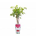 Rubus idaeus Aroma Queen C2 Lit. 30-40 cm
