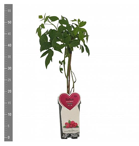 Rubus idaeus Meeker C2 Lit. 30-40 cm