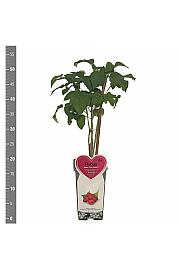 Rubus idaeus Glen Ample C2 Lit. 30-40 cm