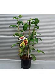 Rubus idaeus Trio C5 Lit. 30-40 cm Špalir