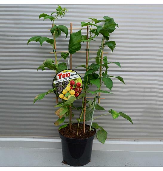 Rubus idaeus Trio C5 Lit. 30-40 cm Špalir