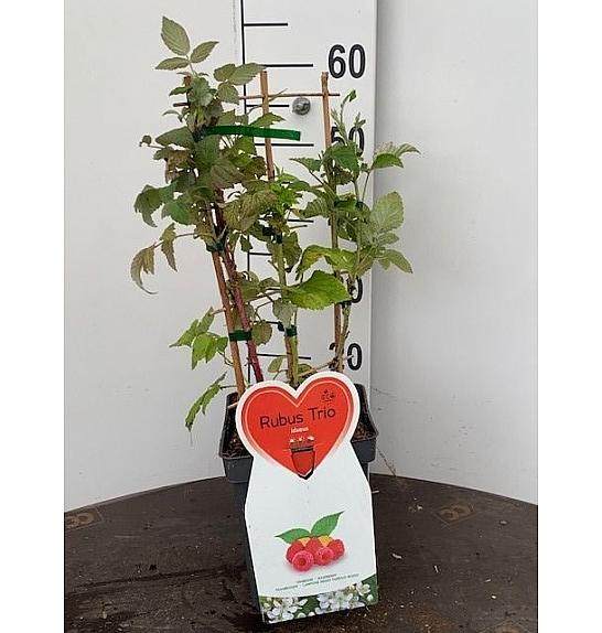Rubus idaeus Trio C5 Lit. 30-40 cm Špalir