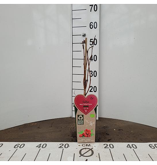 Rubus idaeus Malling Promise C2 Lit. 30-40 cm BIO