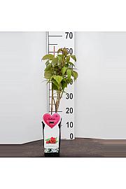 Rubus idaeus Malling Promise C2 Lit. 30-40 cm BIO