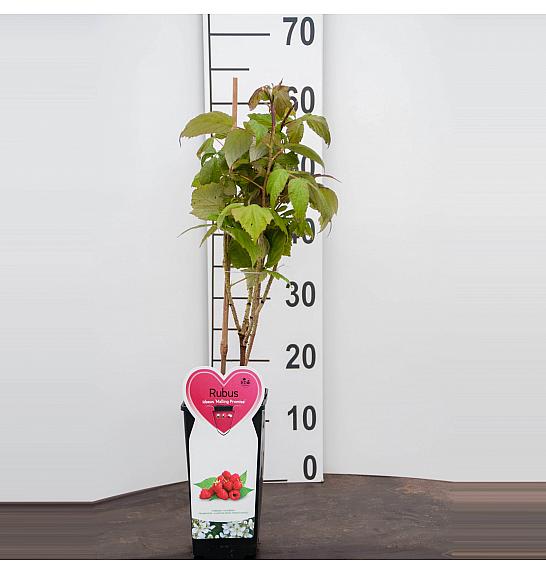 Rubus idaeus Malling Promise C2 Lit. 30-40 cm BIO