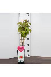 Rubus idaeus Malling Promise C2 Lit. 40-60 cm BIO