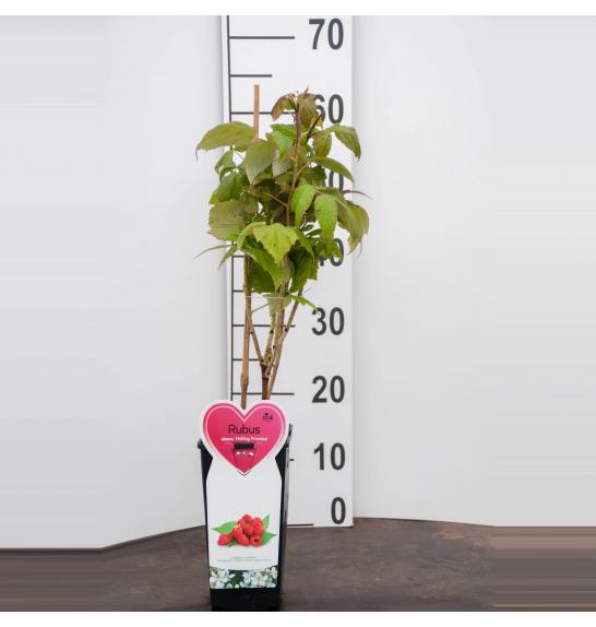 Rubus idaeus Malling Promise C2 Lit. 40-60 cm BIO