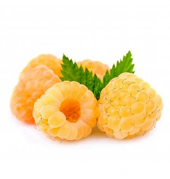 Rubus idaeus Golden Everest C2 Lit. 30-40 cm