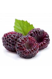 Rubus idaeus Glen Coe C2 Lit. 30-40 cm