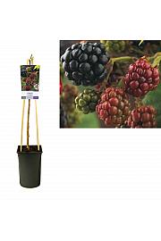 Rubus Himalaya C2,5 Lit. 40-60 cm