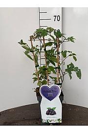 Rubus fruticosus Trio C5 Lit. 30-40 cm Špalir