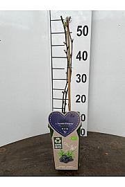 Rubus fruticosus Thornless Evergreen C2 Lit. 30-40 cm BIO