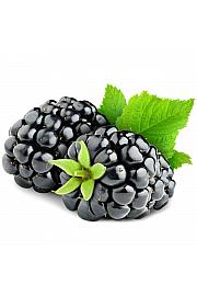 Rubus fruticosus Thornless Evergreen C2 Lit. 30-40 cm