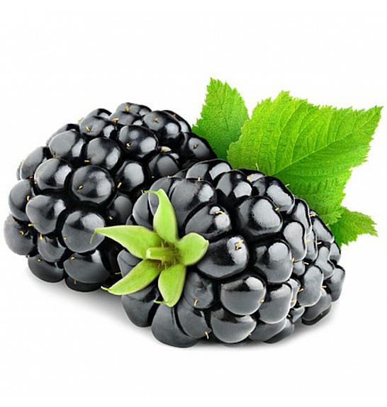 Rubus fruticosus Thornless Evergreen C2 Lit. 30-40 cm