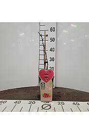 Rubus fruticosus Tayberry C2 Lit. 30-40 cm BIO